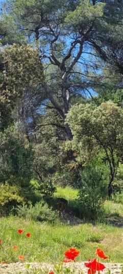 Les Bois De Zola Entre Provence Et Luberon Aparthotel Saint-Esteve-Janson Cameră foto